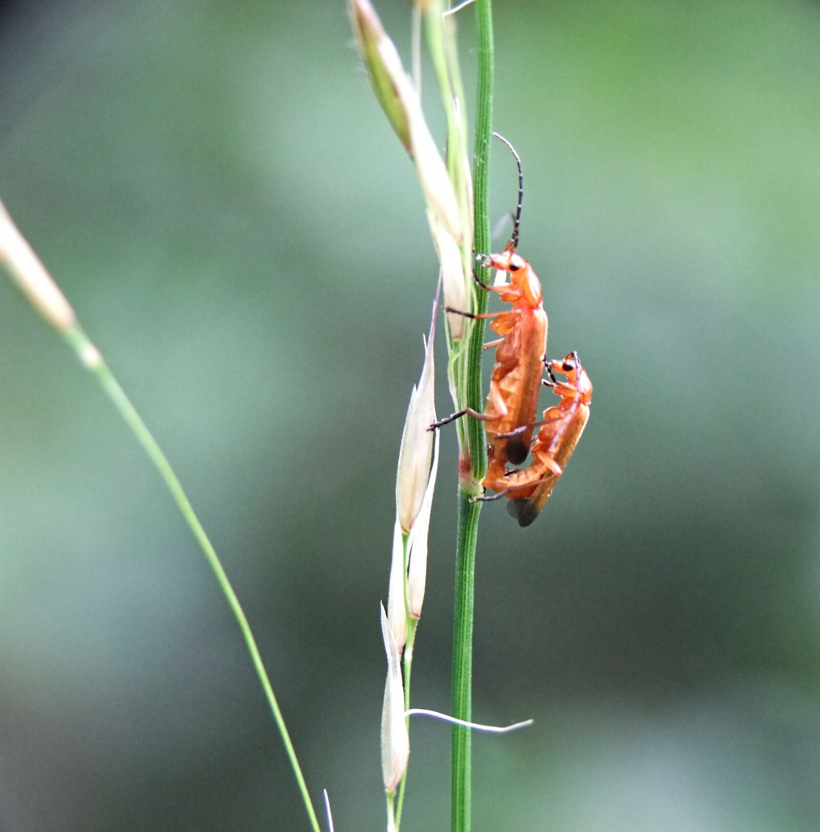 FujiFilm FinePix S200EXR (FinePix S205EXR) sample photo. Beetle, longhorn, insect photography