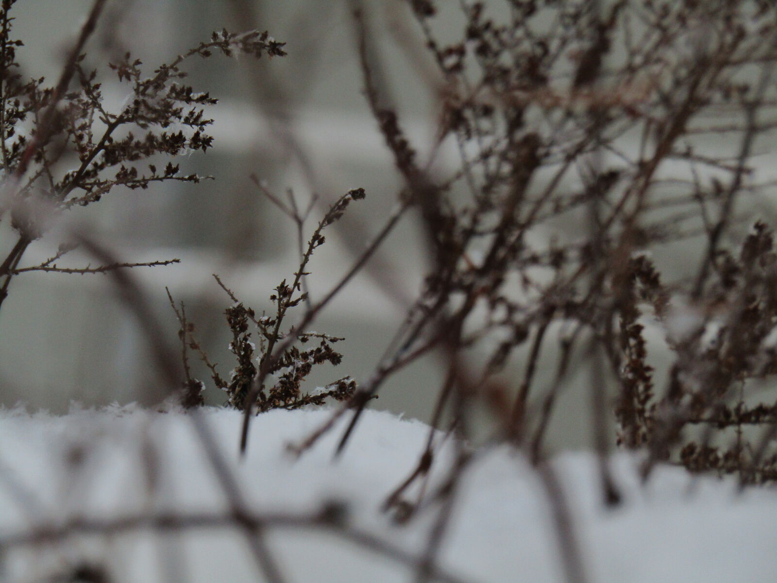 Canon PowerShot SX420 IS sample photo