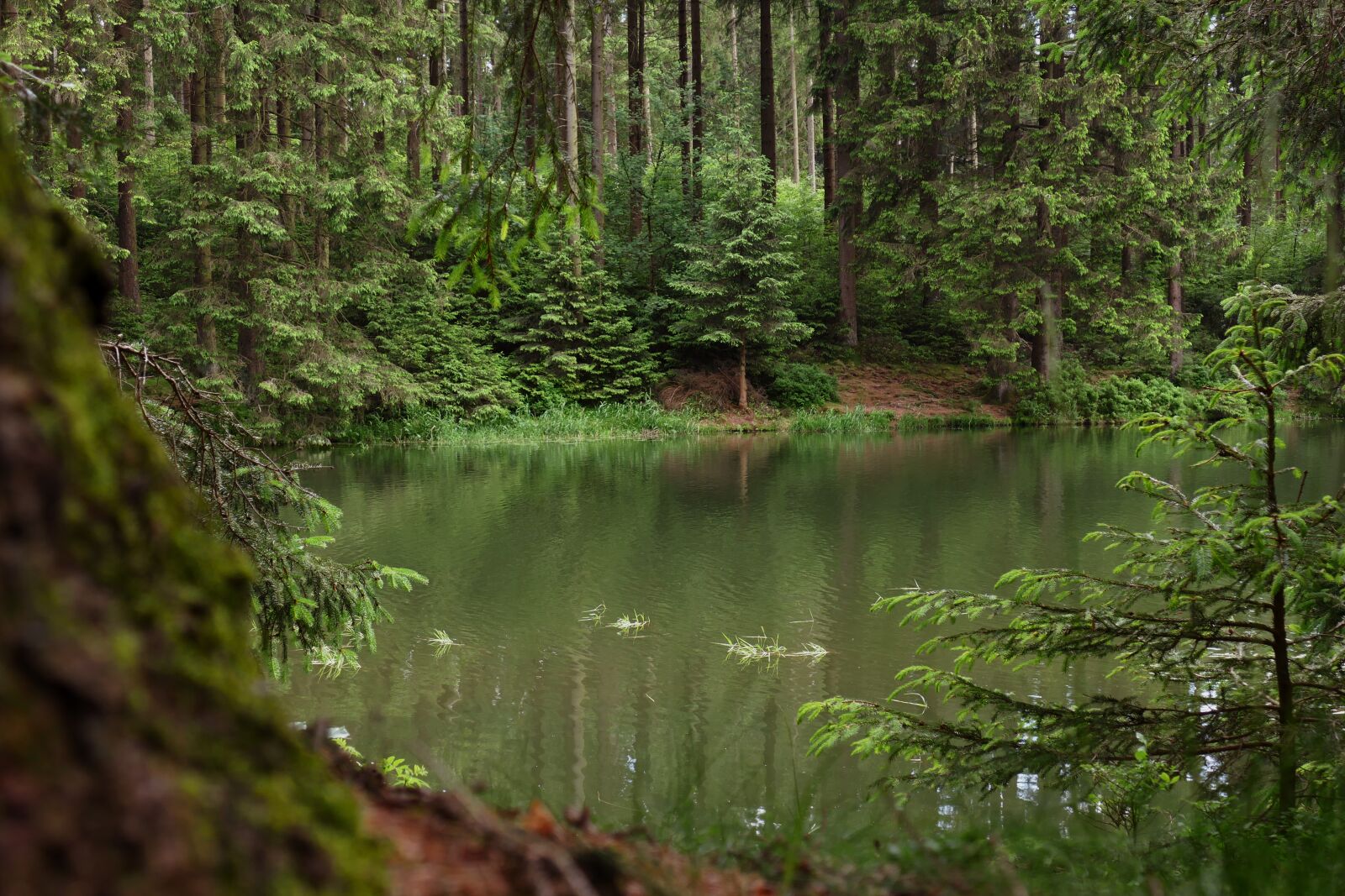 Panasonic Lumix DMC-FZ1000 sample photo. Nature, forest, waldsee photography