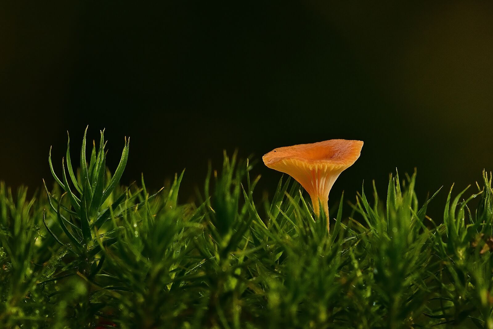 Nikon D5200 sample photo. Mushroom, fungi, fungus photography
