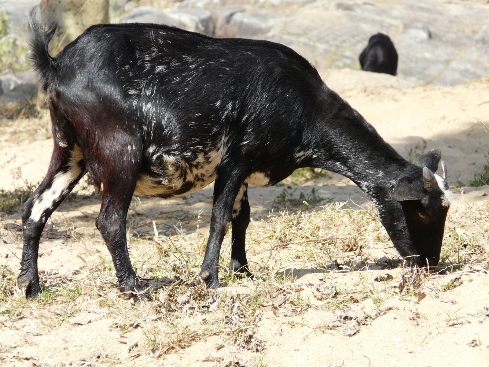 Panasonic DMC-FZ18 sample photo. Goat photography