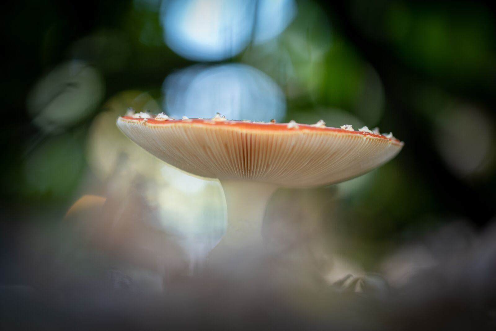 Nikon D750 sample photo. Mushroom, nature, red with photography