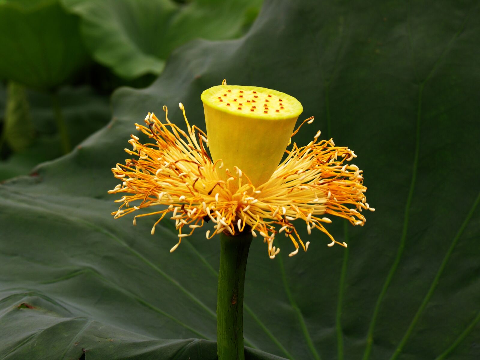 Nikon E8800 sample photo. Lotus, yellow lotus, flower photography