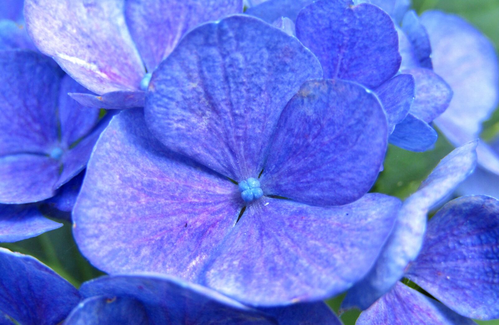Canon POWERSHOT SX432 IS sample photo. Hydrangea, flowers, blue photography