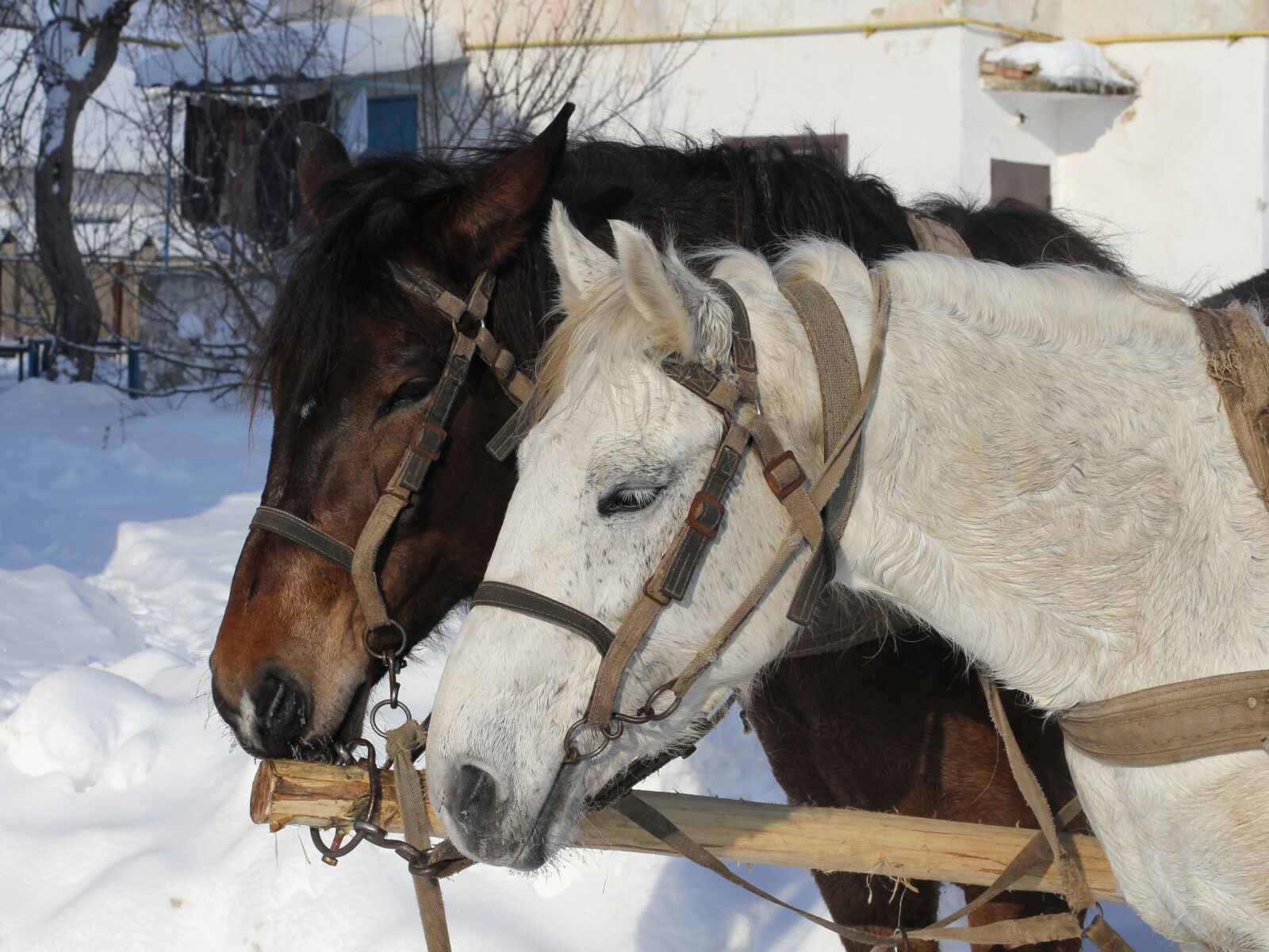 Canon EOS 550D (EOS Rebel T2i / EOS Kiss X4) sample photo. Horses, winter, animal photography