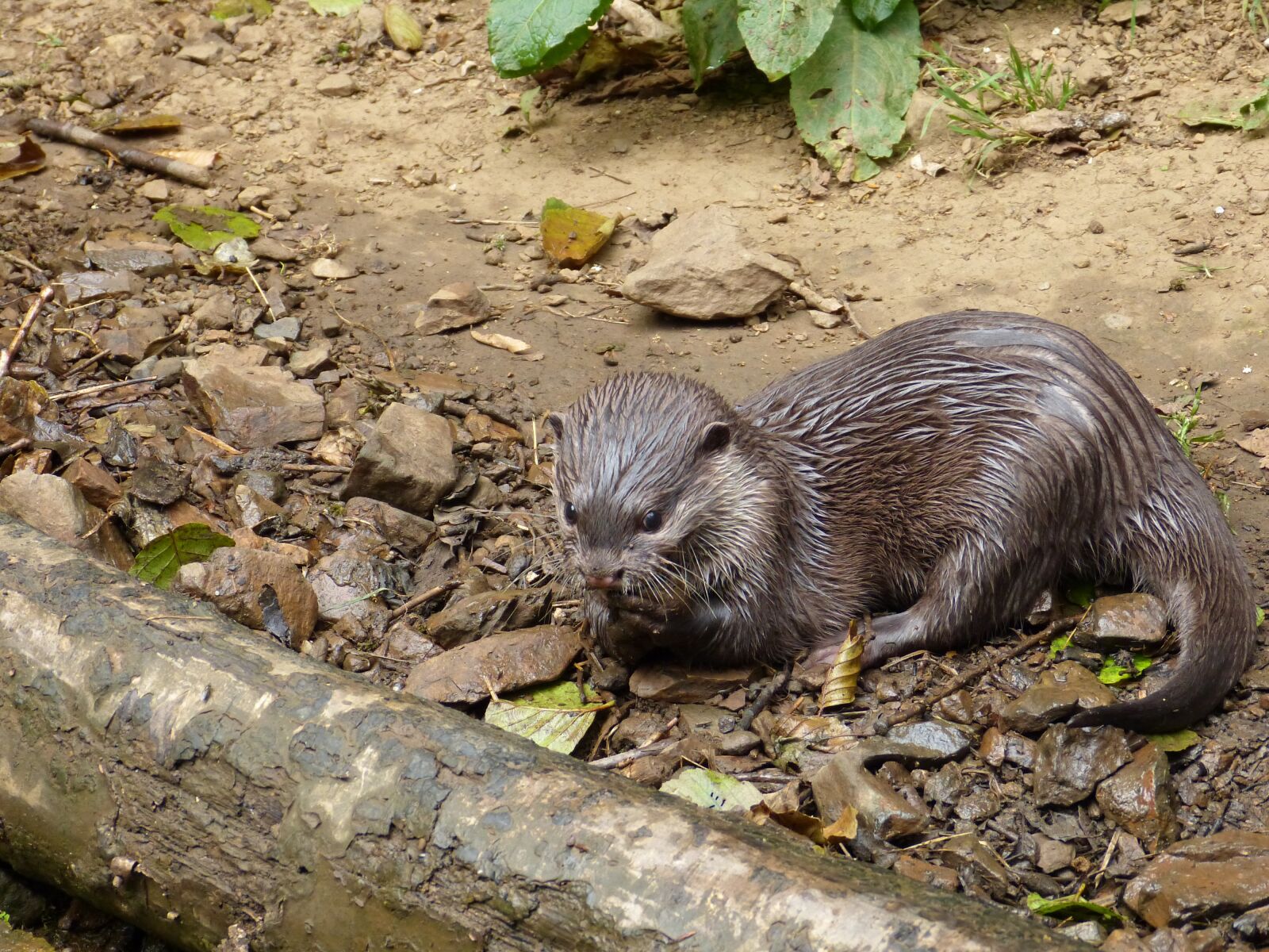 Panasonic Lumix DMC-FZ150 sample photo. Otter, water, park photography