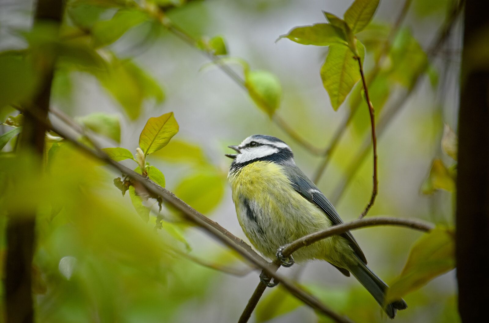 Nikon D70 sample photo. Blue tit, tit, songbird photography