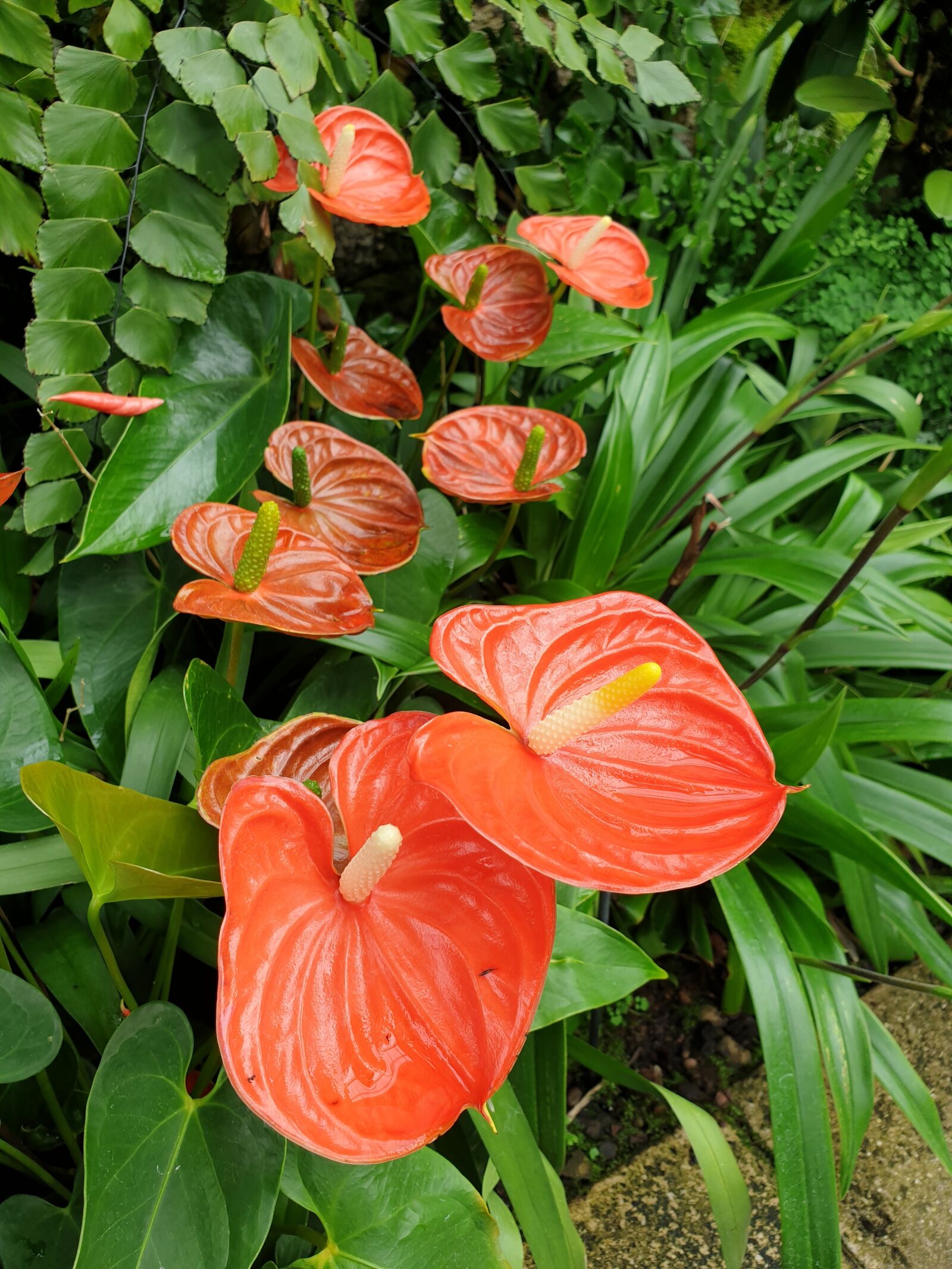 Samsung Galaxy Note9 sample photo. Flower, lily, orange photography