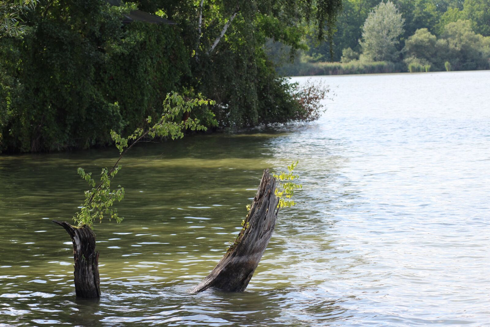 Canon EOS 1200D (EOS Rebel T5 / EOS Kiss X70 / EOS Hi) sample photo. Water, pond, nature photography