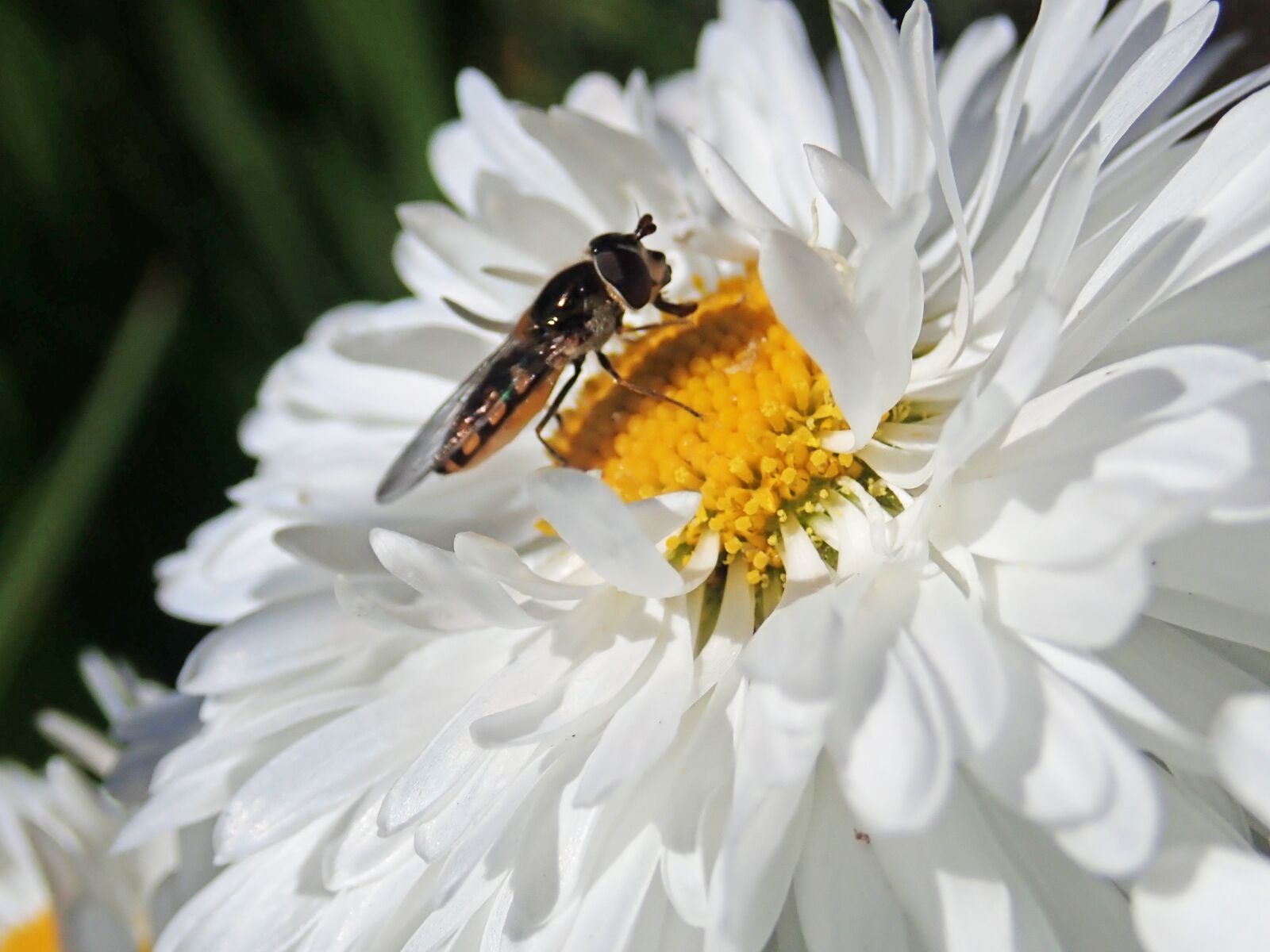 Olympus TG-5 sample photo. Hover fly, insect, flower photography