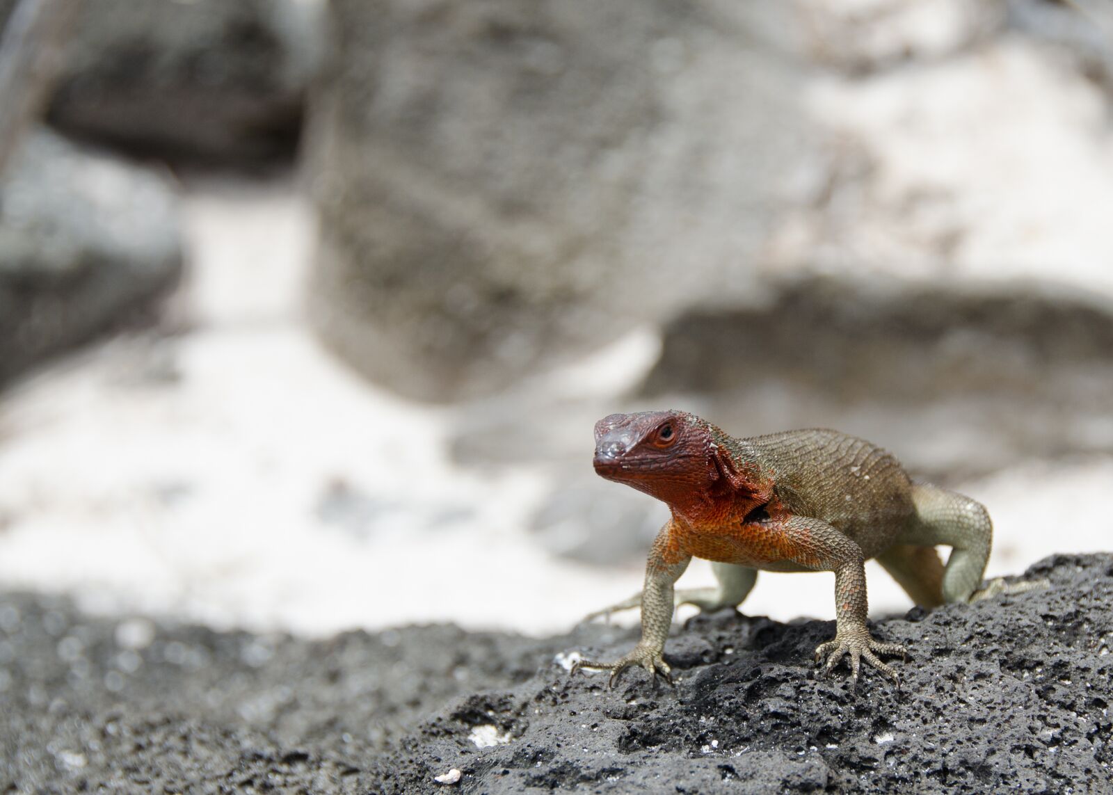 Nikon D5100 sample photo. Lizard, galapagos islands, reptile photography
