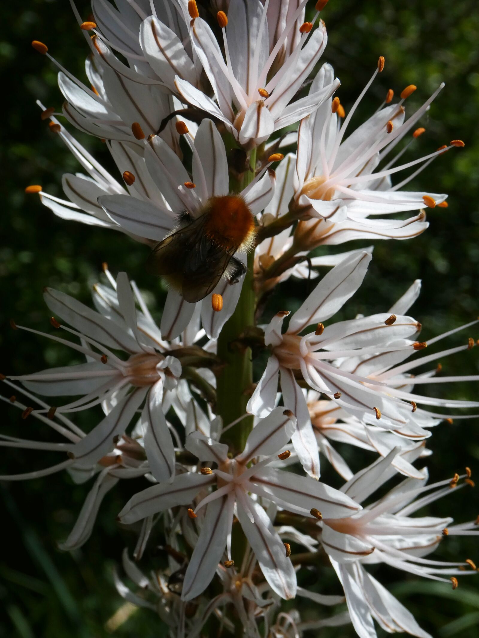 Panasonic DMC-TZ81 sample photo. Blossom, bloom, hummel photography