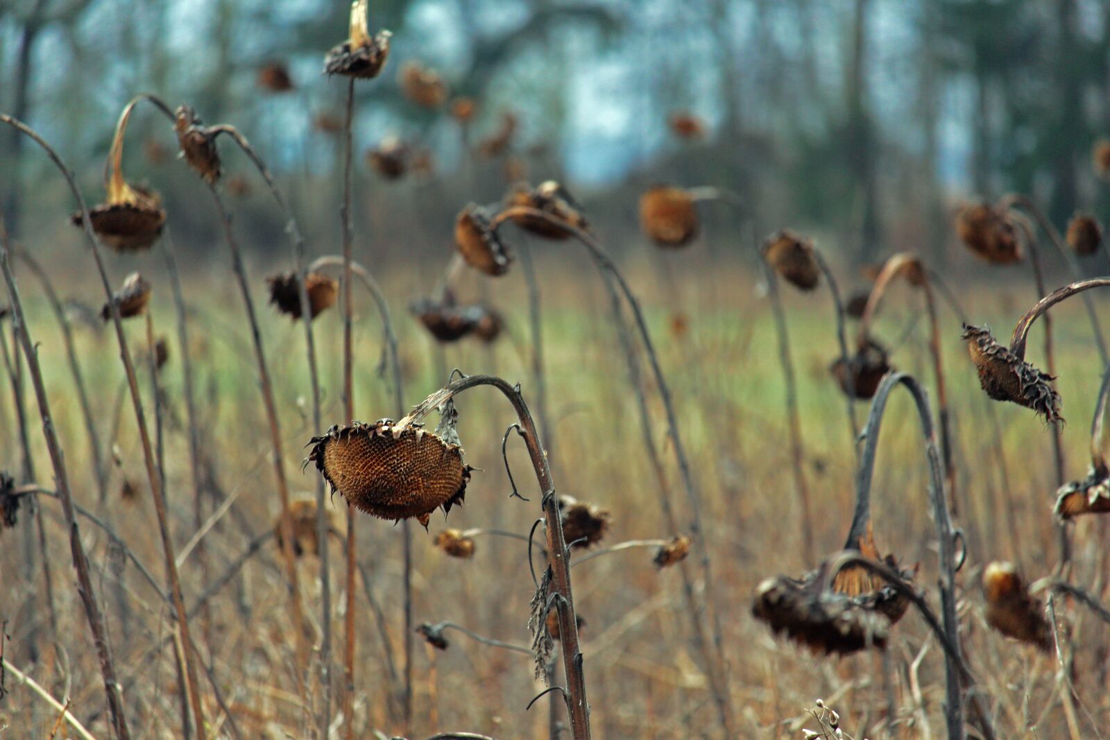 Canon EF-S 55-250mm F4-5.6 IS STM sample photo. Sunflower field, withered sunflower photography