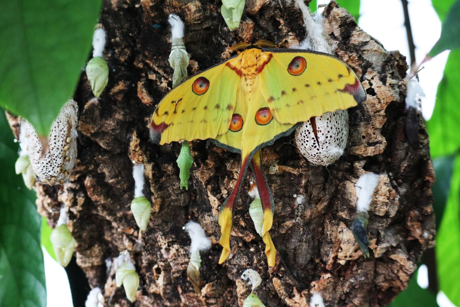 Canon EOS M100 + Canon EF-M 55-200mm F4.5-6.3 IS STM sample photo. Comet moth, yellow, butterfly photography