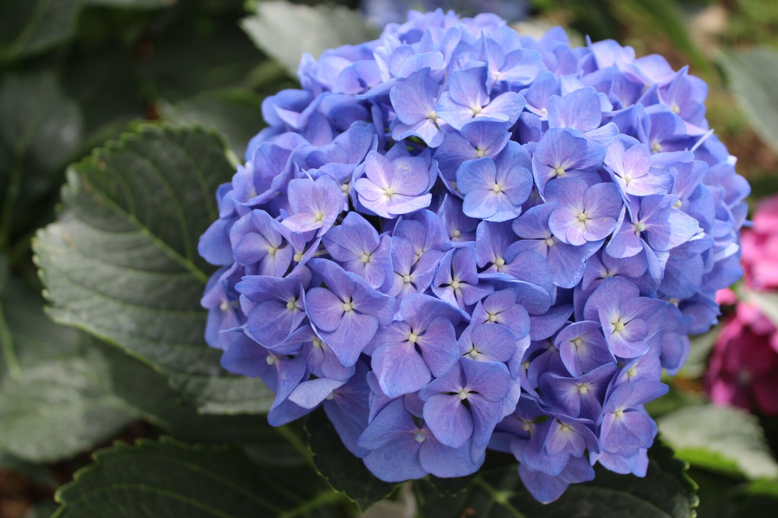 Canon EOS 1300D (EOS Rebel T6 / EOS Kiss X80) sample photo. Hydrangea macrophylla, flower of photography