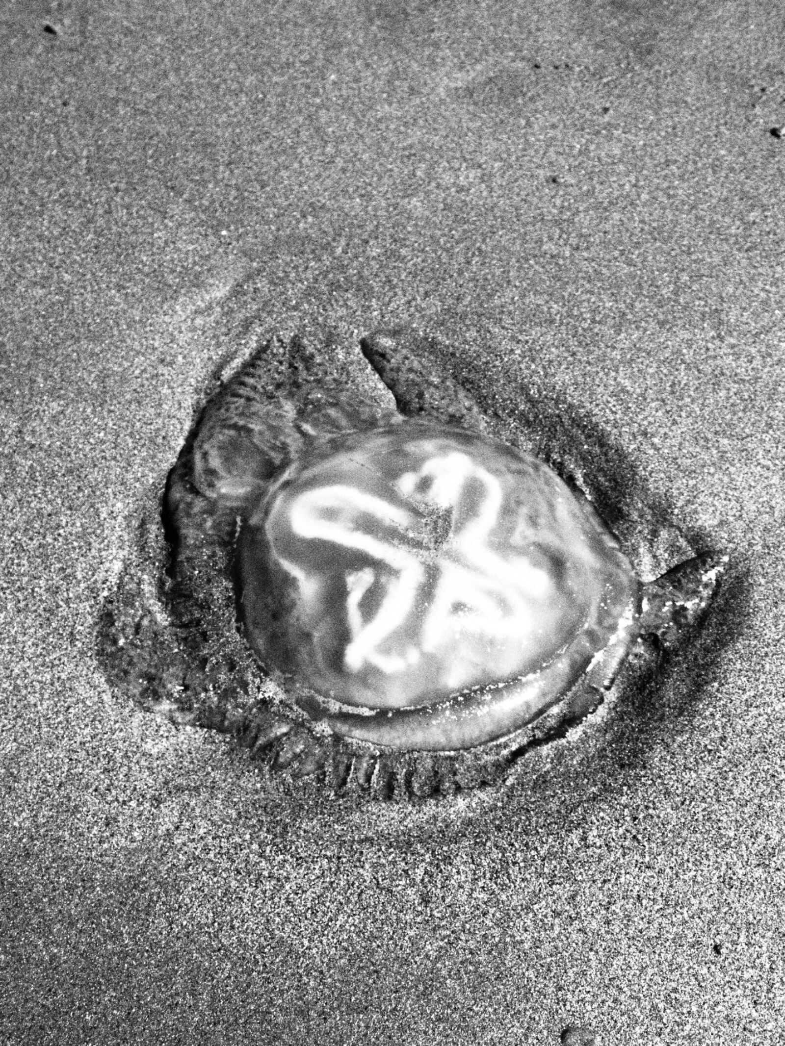 Olympus TG-3 sample photo. Jellyfish photography
