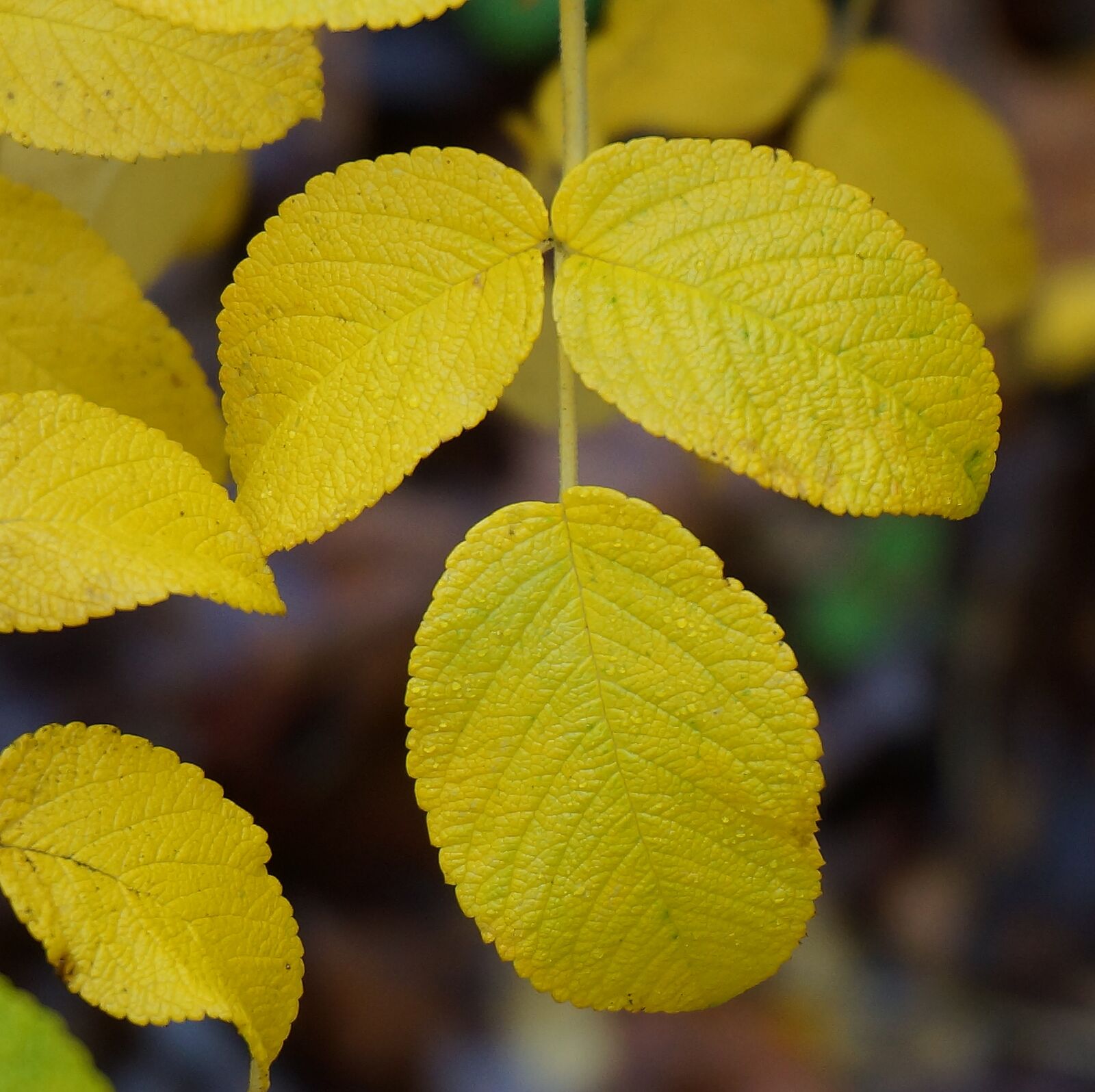 Sony Alpha NEX-5T sample photo. Autumn rugosa, rose, leaves photography
