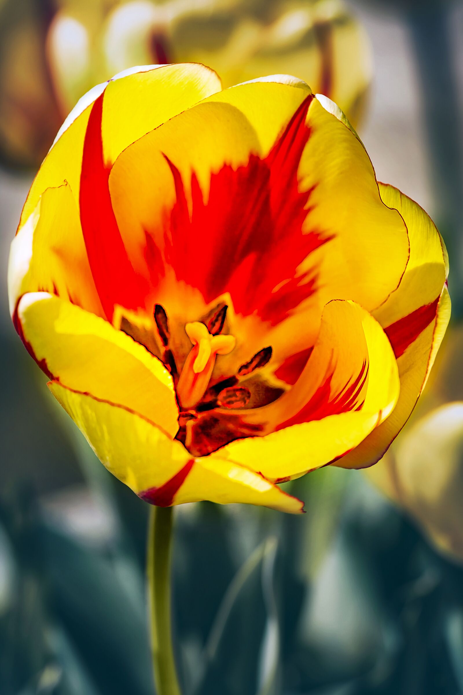 Nikon D3S sample photo. Flower, tulip, macro photography