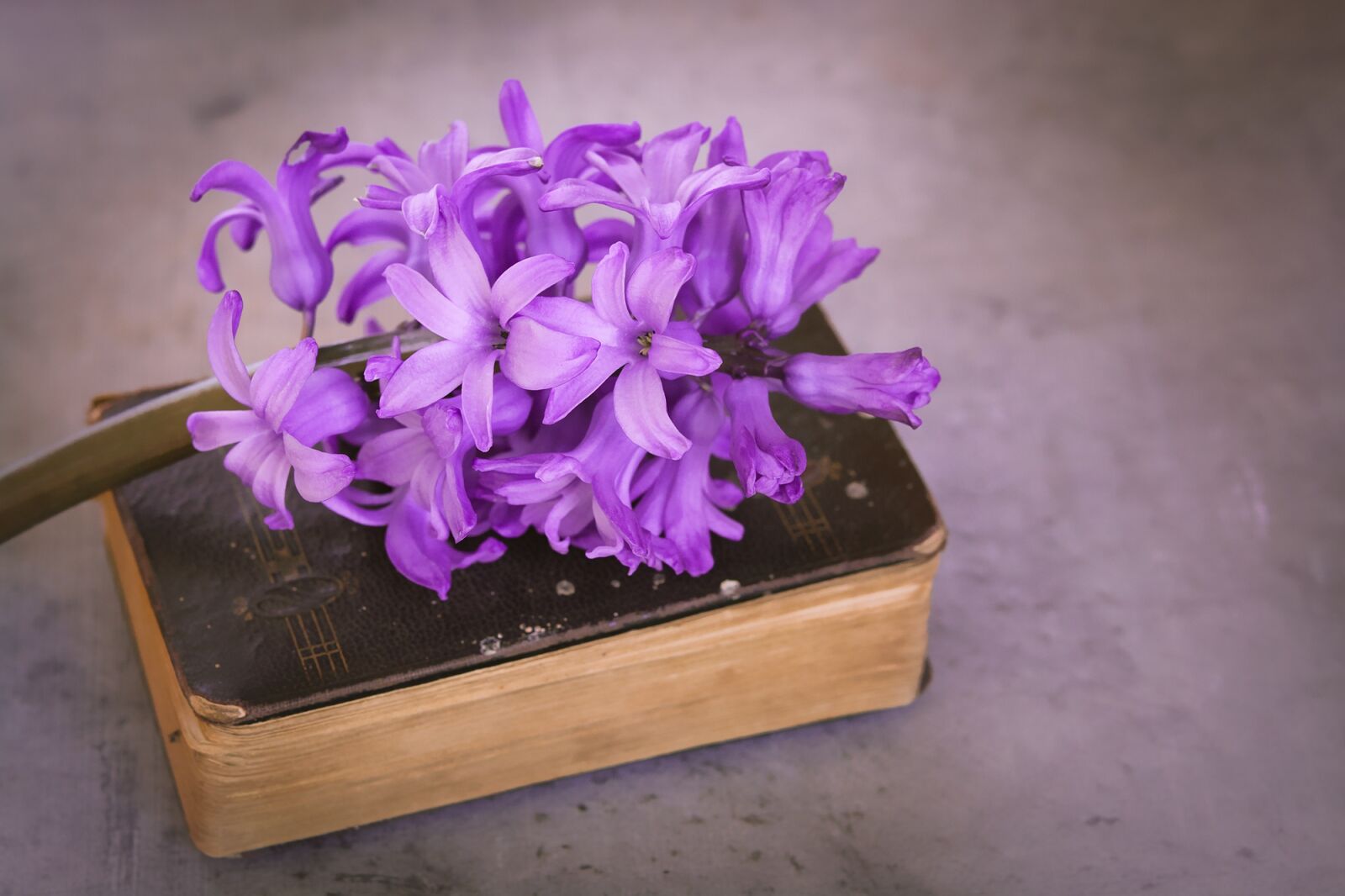 Nikon D7100 sample photo. Flower, fragrant flower, pink photography