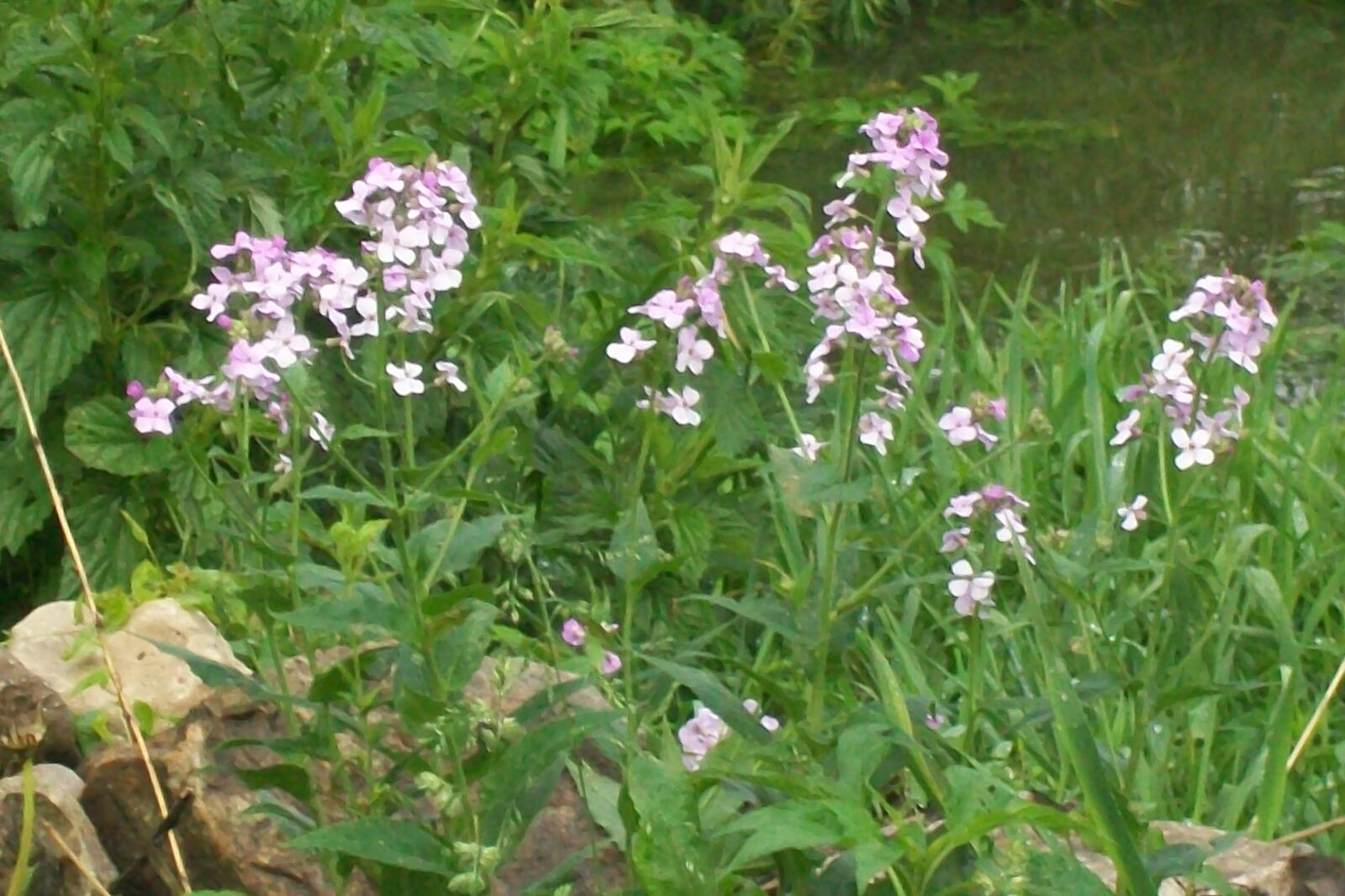 Kodak EasyShare C913 sample photo. Wild, flowers photography