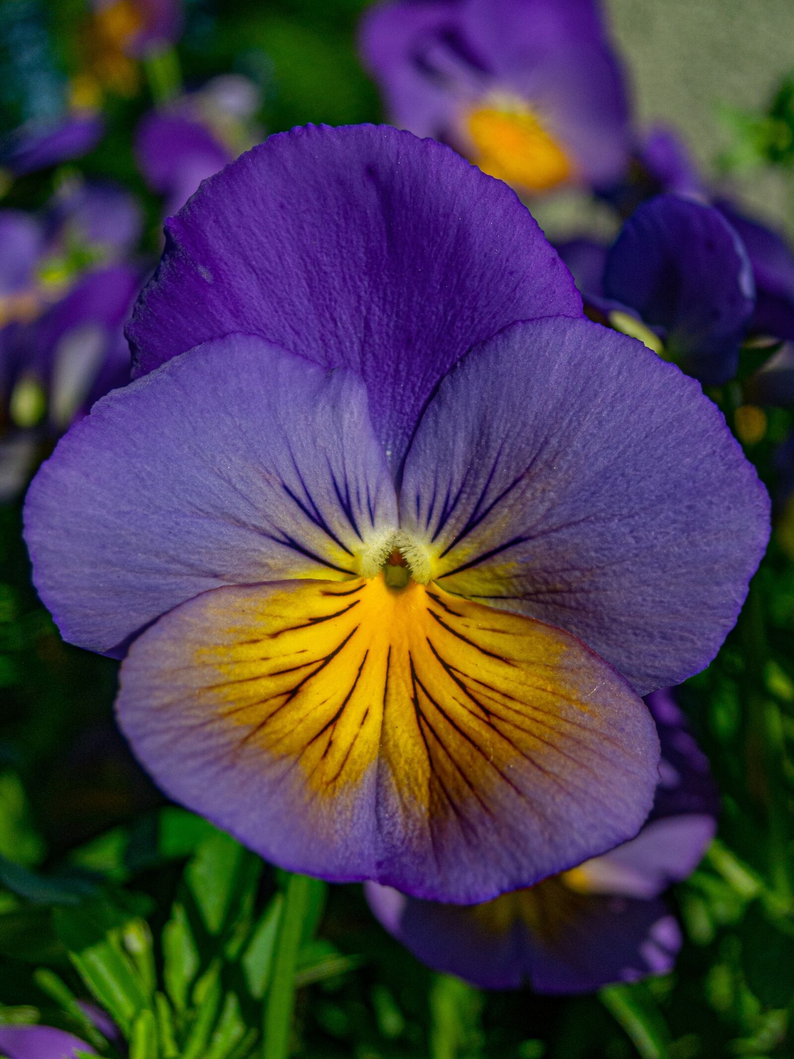 Nikon Coolpix P340 sample photo. Flower, blue, bloom photography