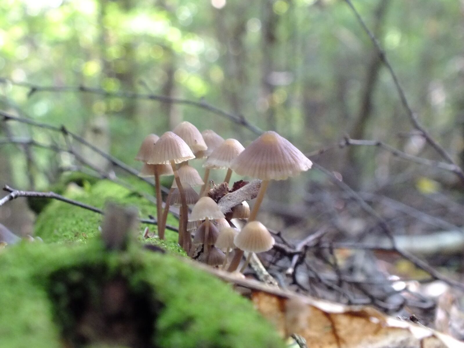 Fujifilm FinePix HS30EXR sample photo. Forest, mushrooms, macro photography