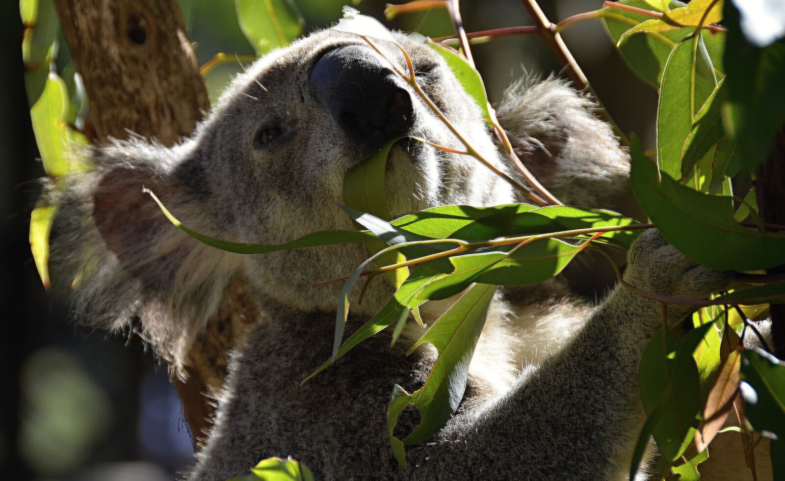 Nikon D5100 sample photo. Koala, australia, animals photography