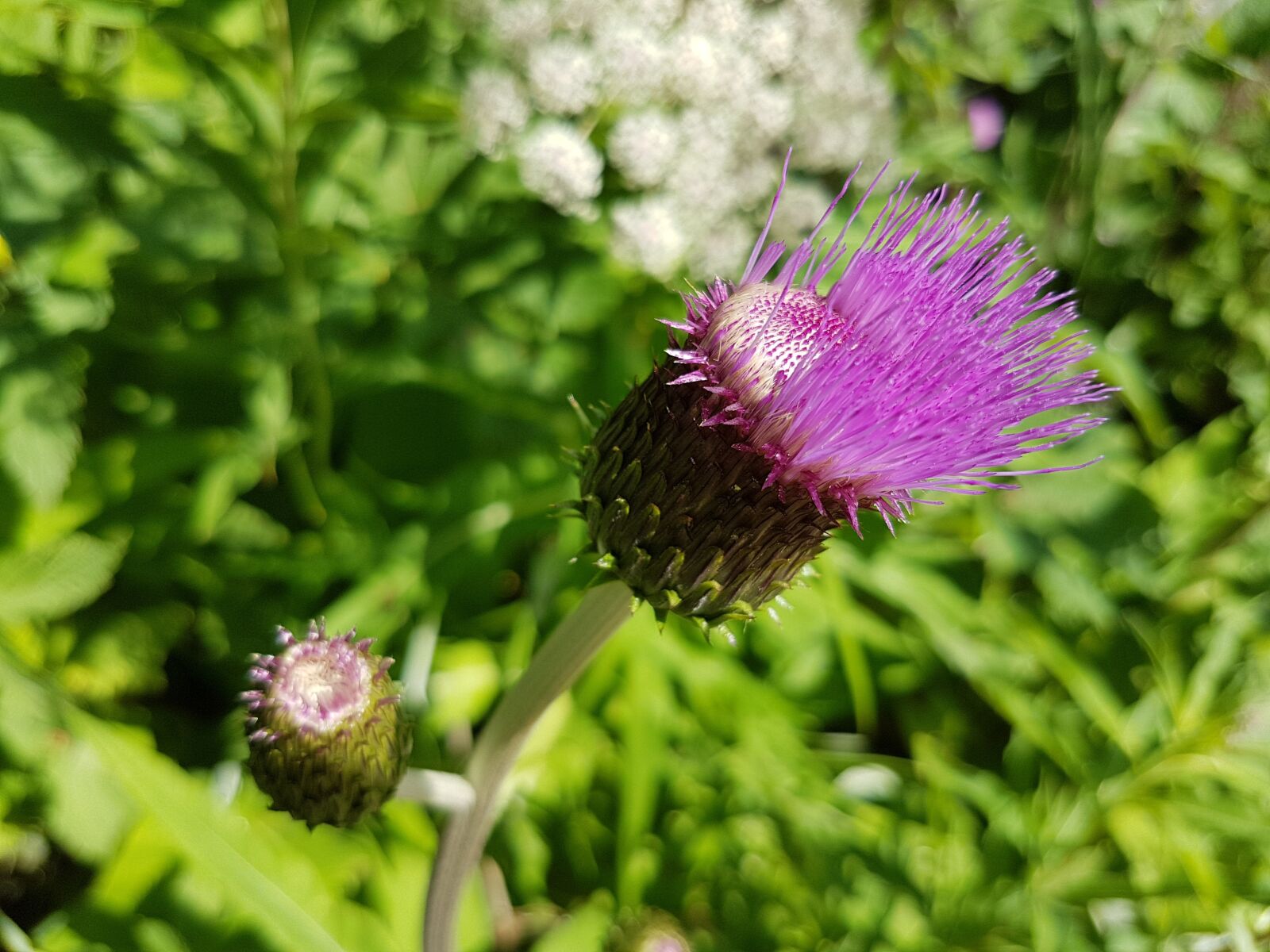 Samsung Galaxy S7 sample photo. Milk thistle, silybum marianum photography