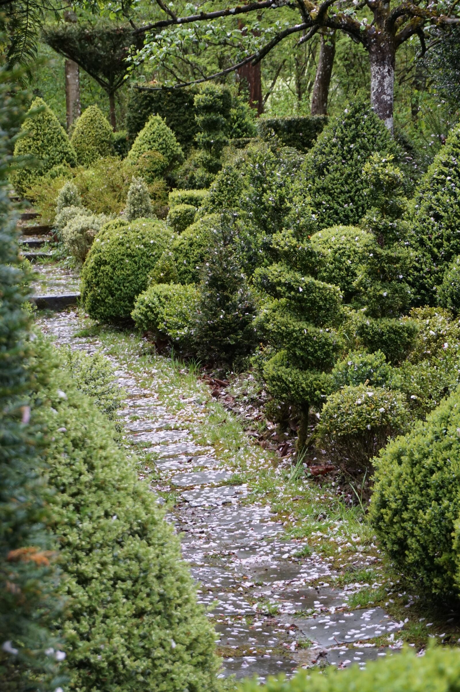 Sony Alpha a5000 (ILCE 5000) sample photo. Path, boxwood, garden photography