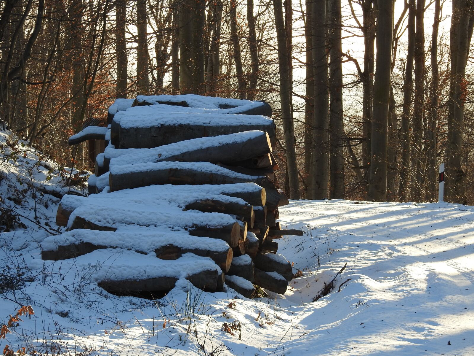 Nikon Coolpix P900 sample photo. Forest, snow, winter photography