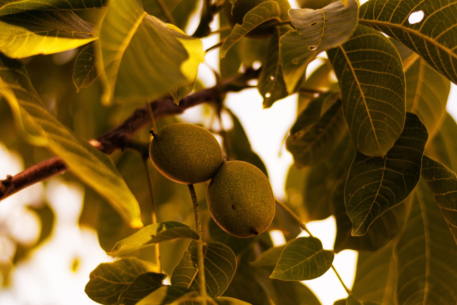 Nikon D5600 sample photo. Nut, leaves, green photography
