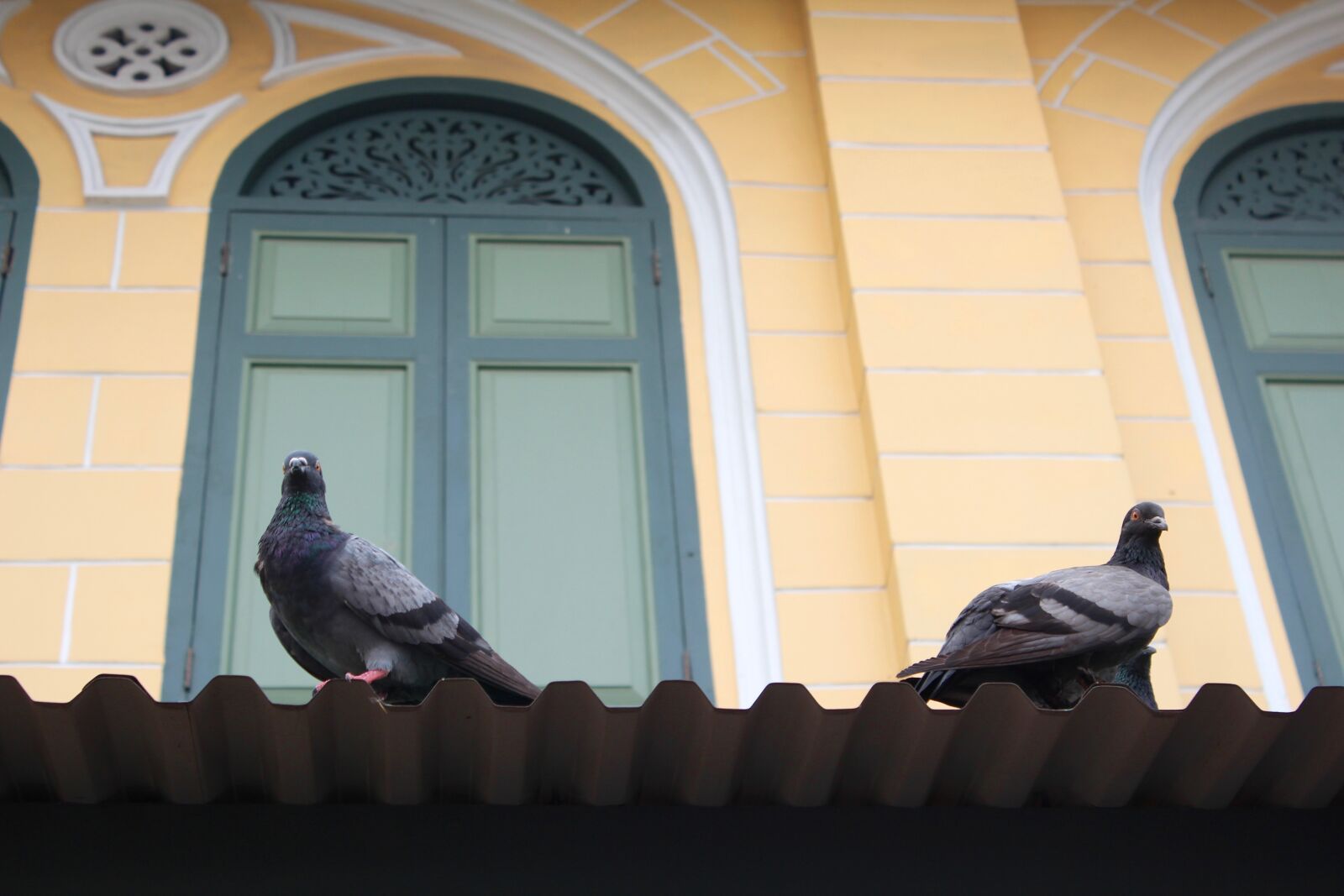 Canon EOS 600D (Rebel EOS T3i / EOS Kiss X5) sample photo. Pigeons, facade, window photography