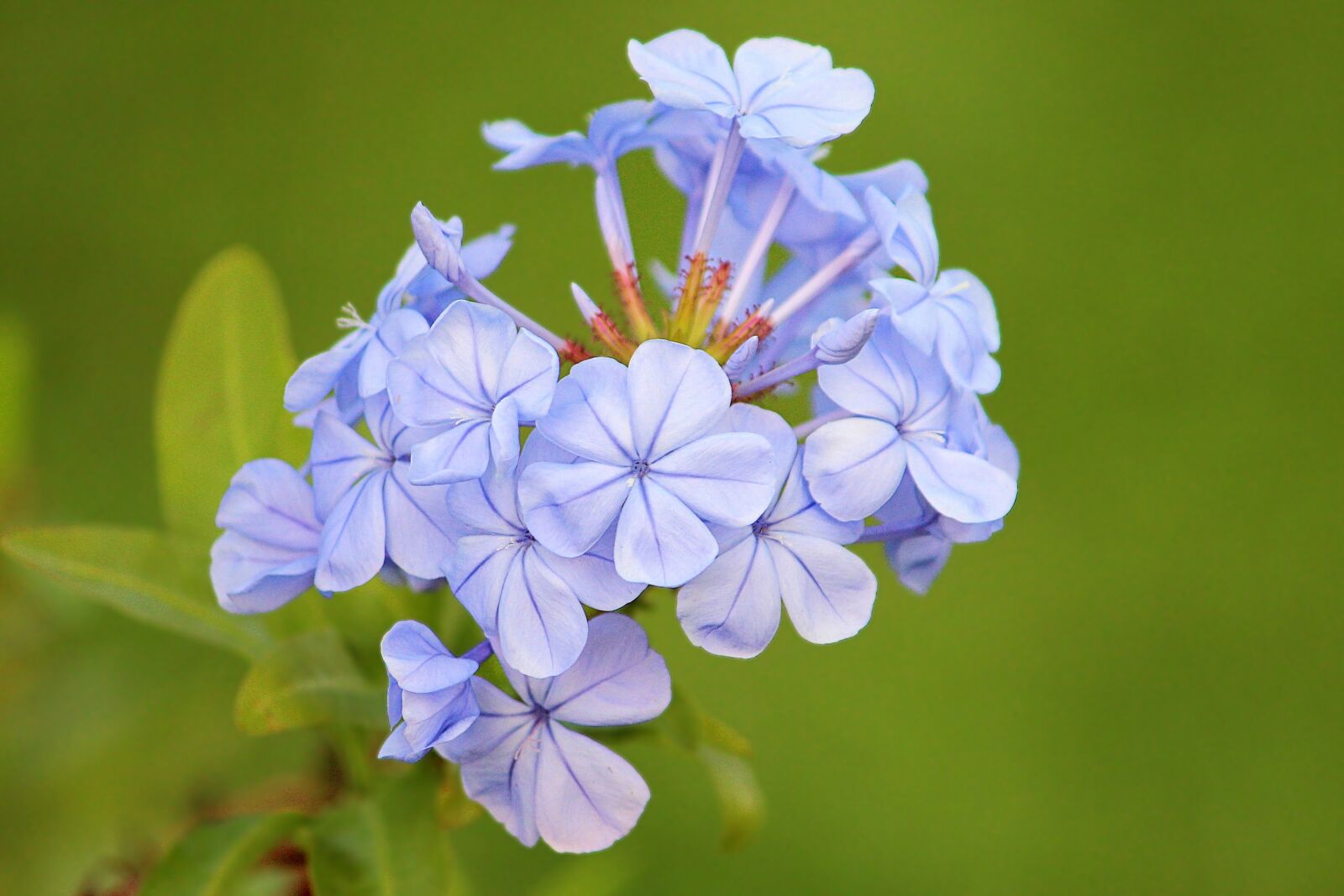 Canon EF-S 55-250mm F4-5.6 IS II sample photo. Blossom, bloom, blue photography