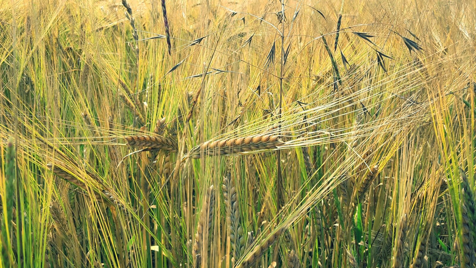 Samsung Galaxy S5 Mini sample photo. Cornfield, barley, grains agriculture photography
