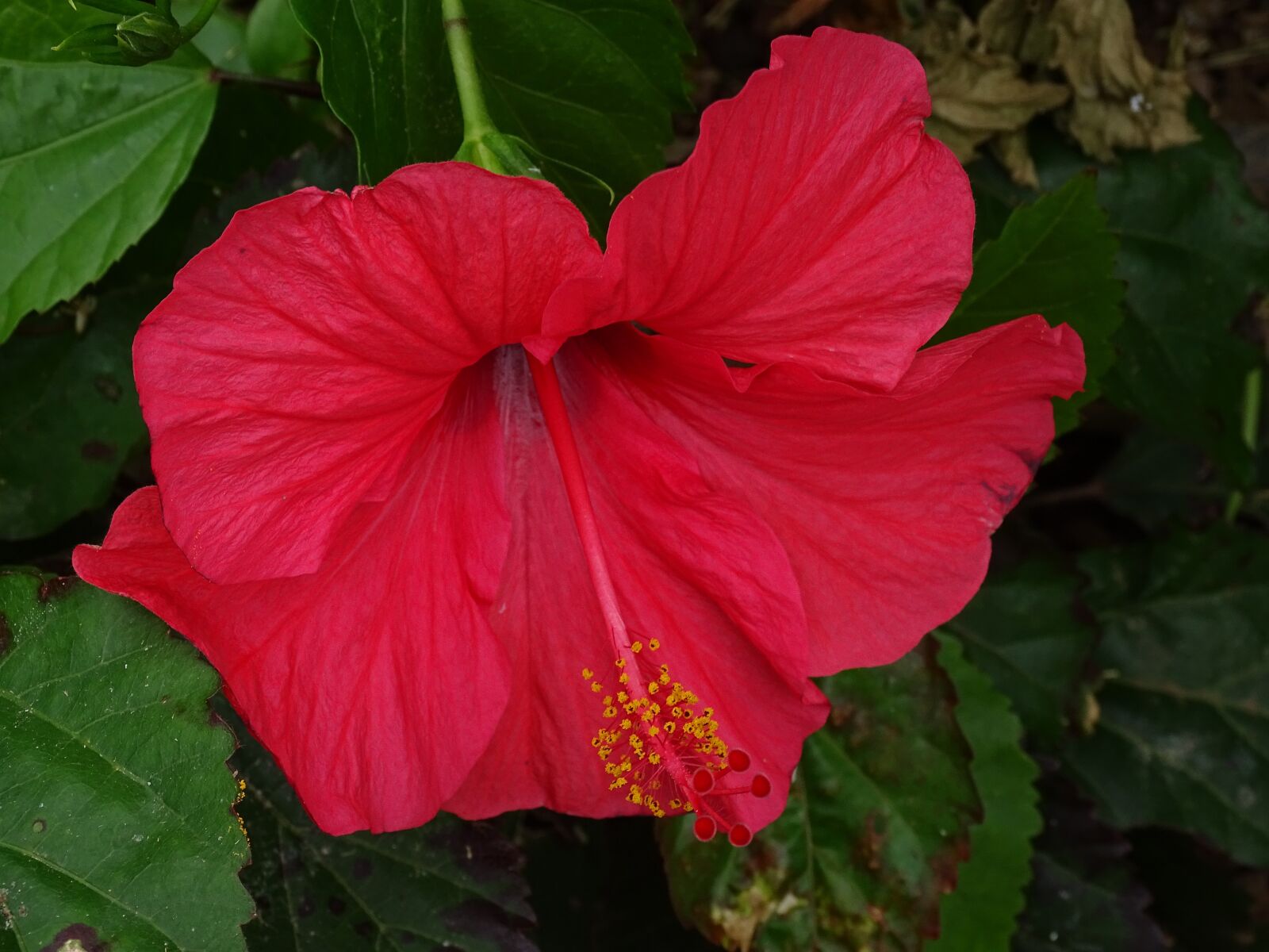 Sony Cyber-shot DSC-HX400V sample photo. Flower, loro parque, tenerife photography