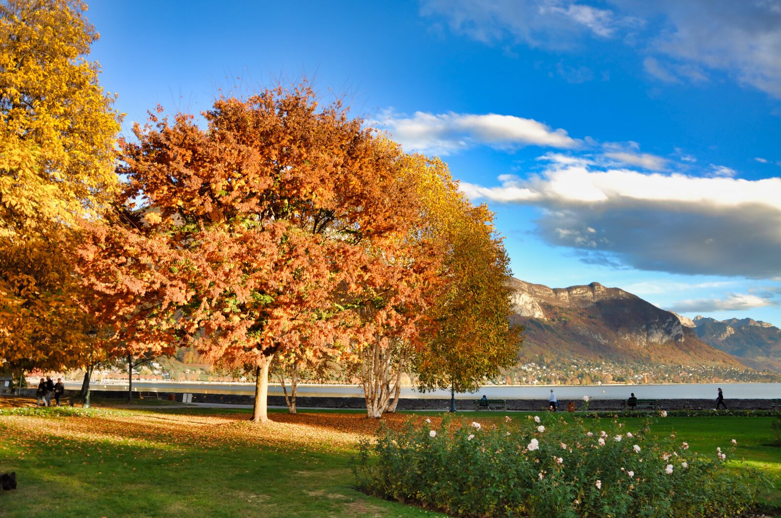 Nikon D90 sample photo. Tree, orange, fall photography
