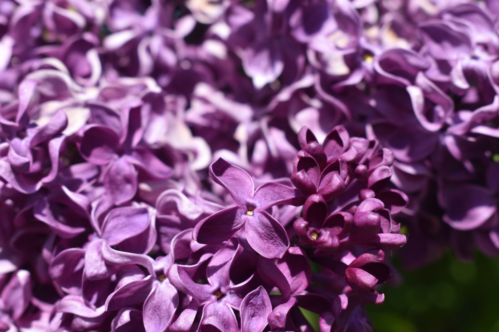 Nikon D3500 sample photo. Lilac, flowers, nature photography