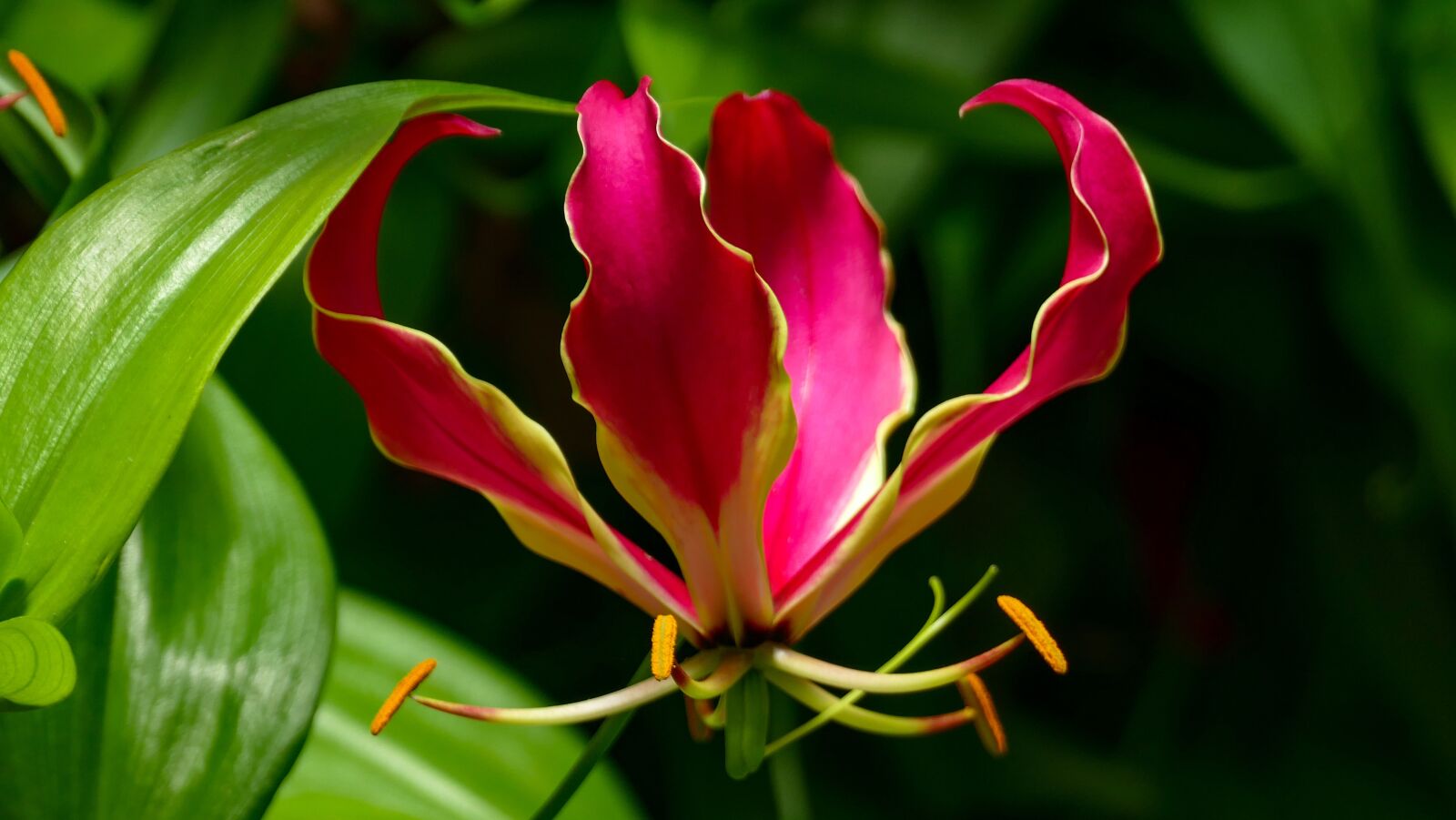 Panasonic Lumix DMC-FZ1000 sample photo. Flower, plant, blossom photography