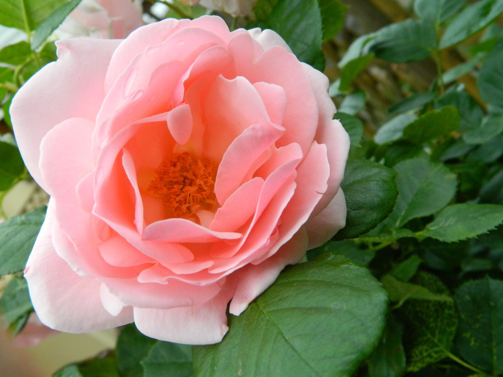 Nikon COOLPIX L310 sample photo. Flower, nature, rose photography