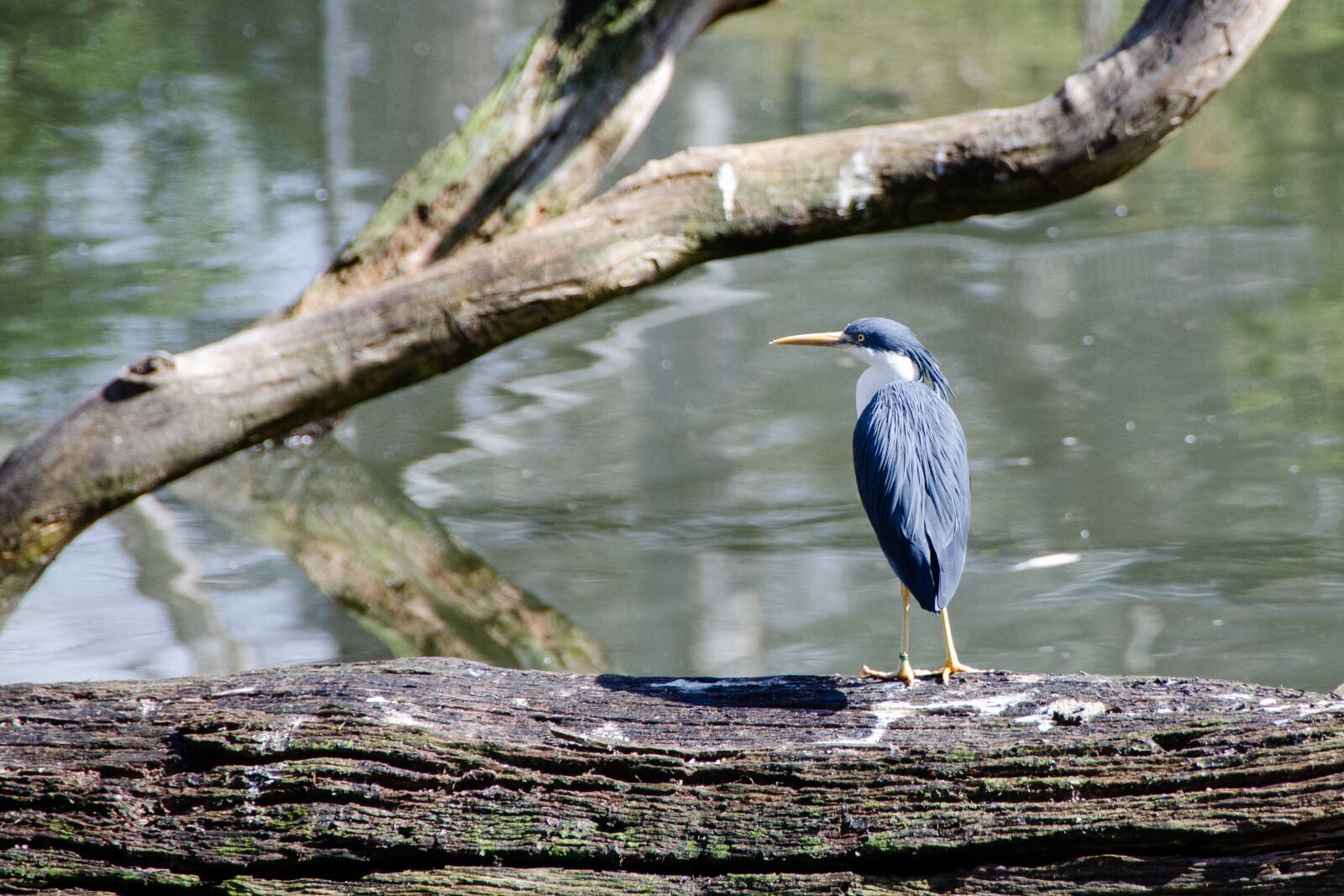 Nikon D5100 sample photo. Heron, pied heron, bird photography