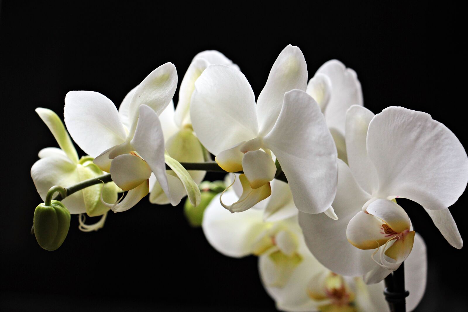 Canon EOS 550D (EOS Rebel T2i / EOS Kiss X4) sample photo. Orchids, flowers, flower photography