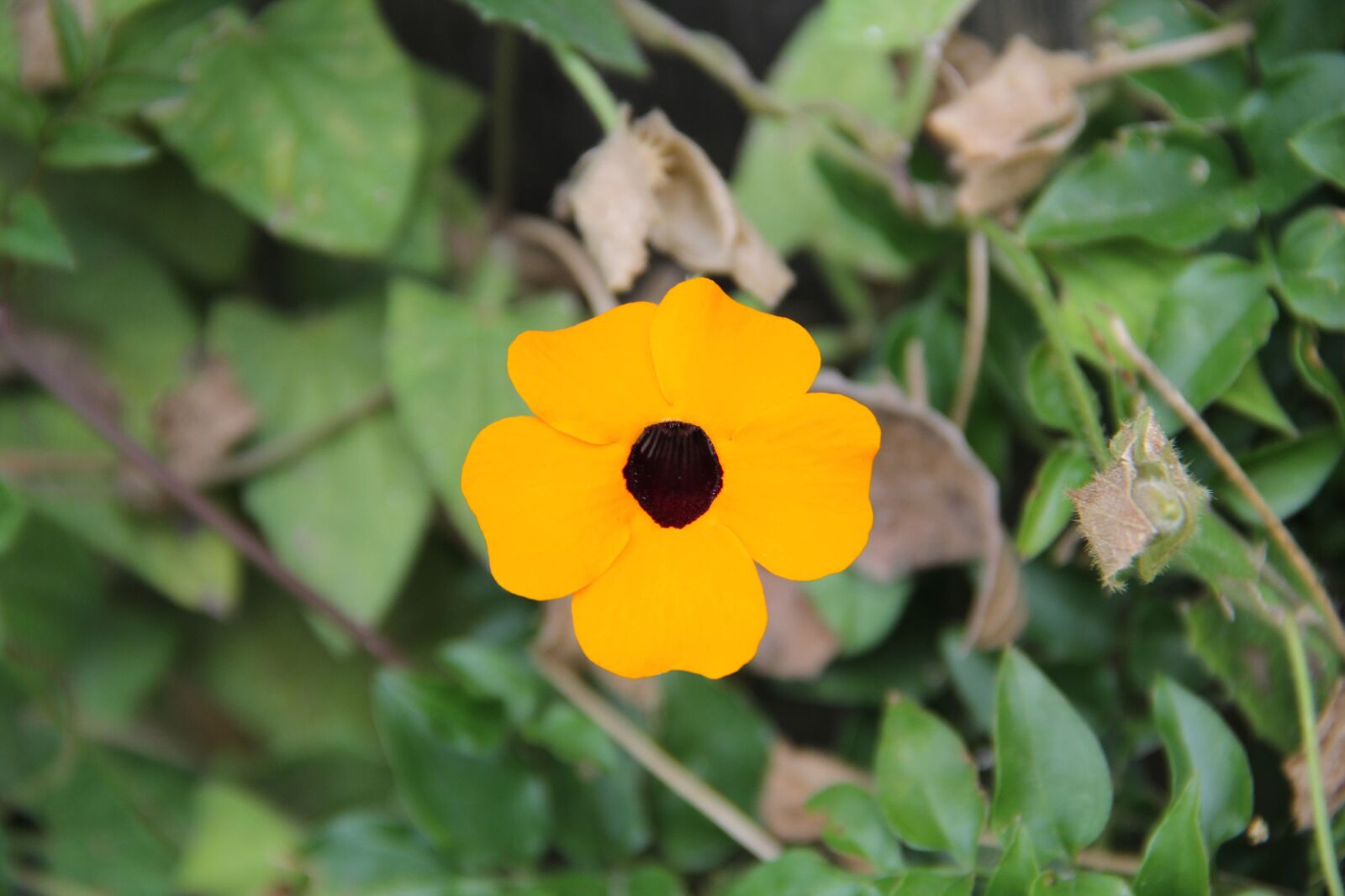 Canon EF-S 18-135mm F3.5-5.6 IS sample photo. Flower, yellow, nature photography