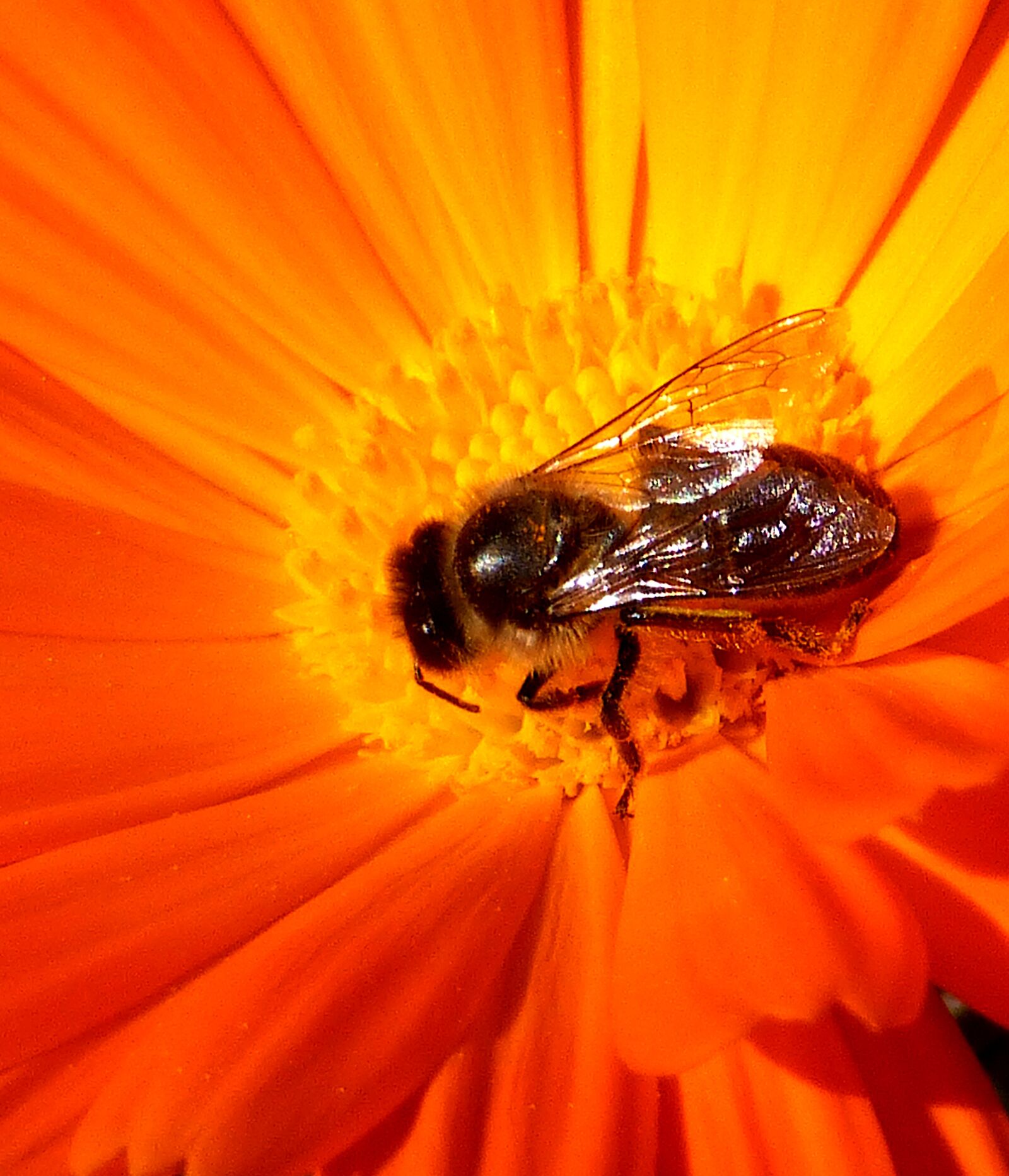 Panasonic Lumix DMC-ZS25 (Lumix DMC-TZ35) sample photo. Insect, bee, honey photography