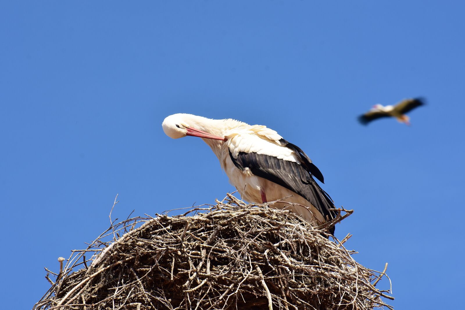 Nikon D7200 sample photo. Storks, pair, nest building photography