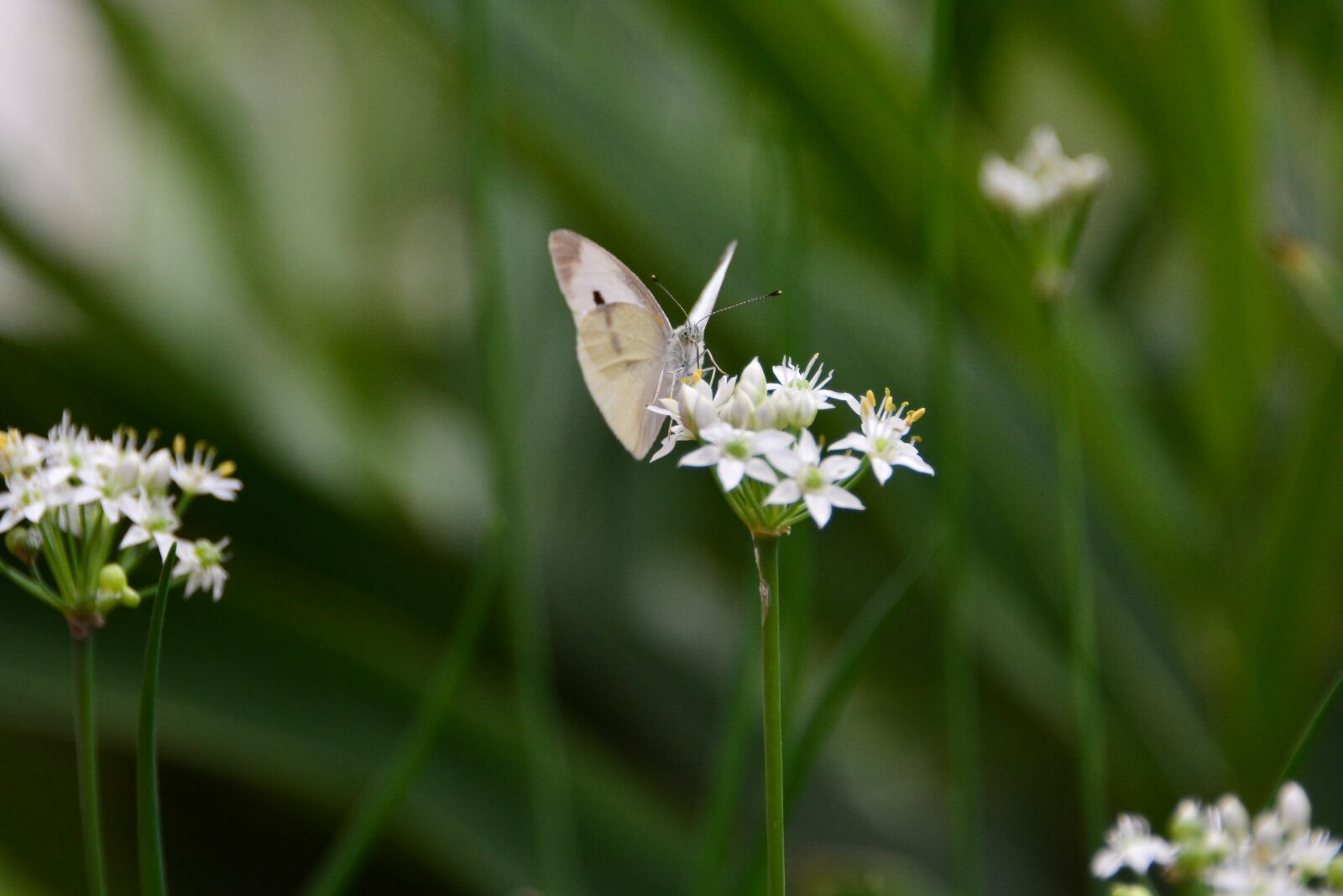 Nikon D7100 sample photo. Butterfly, lepidoptera, entomology photography