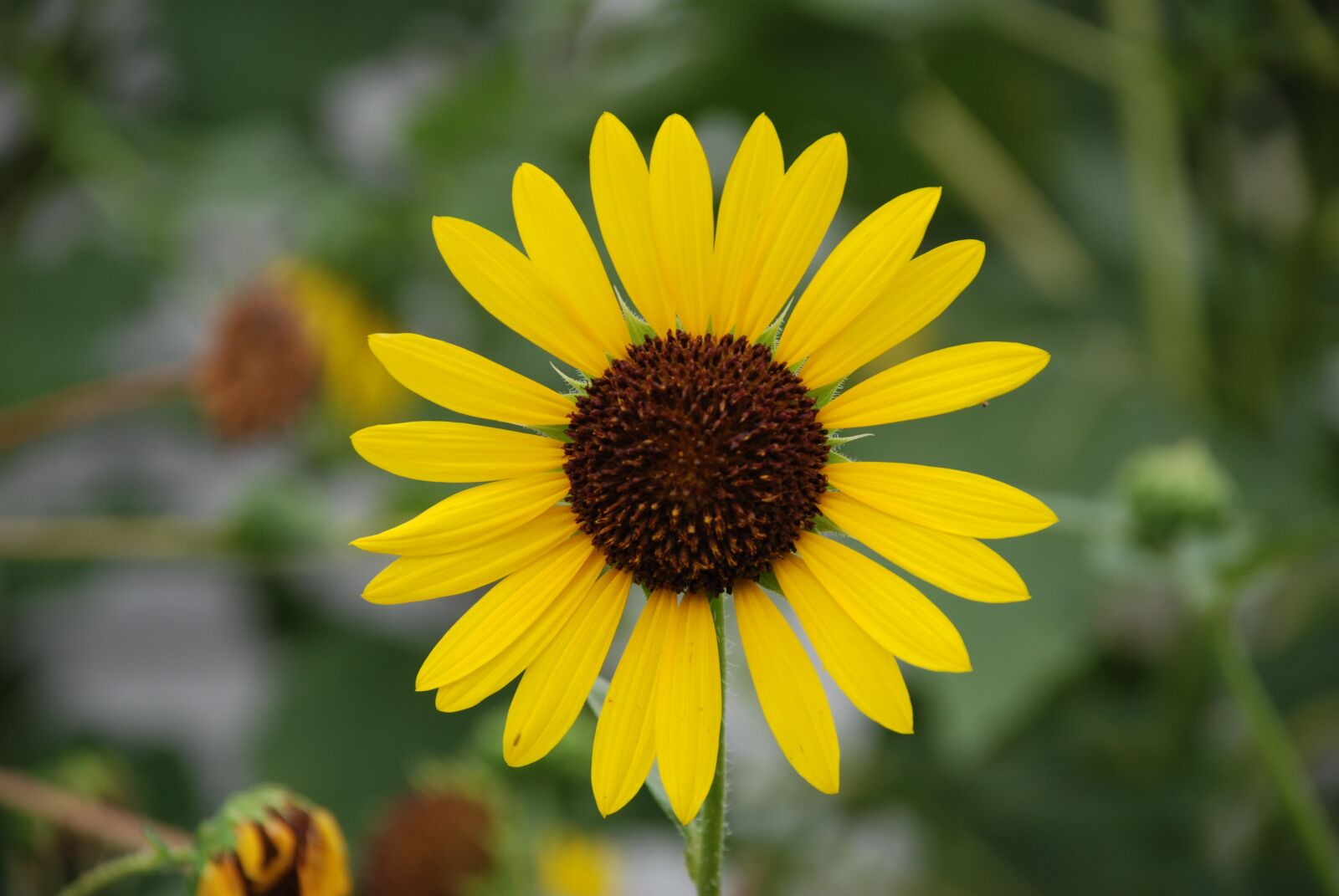 Nikon D80 sample photo. Sunflower, yellow flower, yellow photography