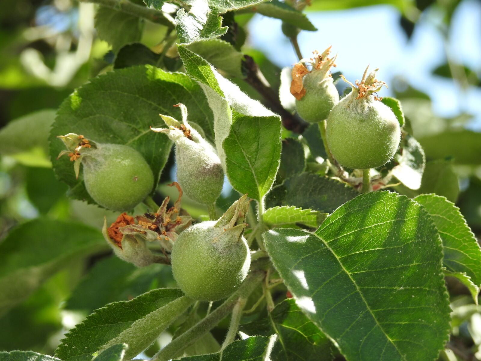 Nikon Coolpix P900 sample photo. Apple, apples, fruit photography