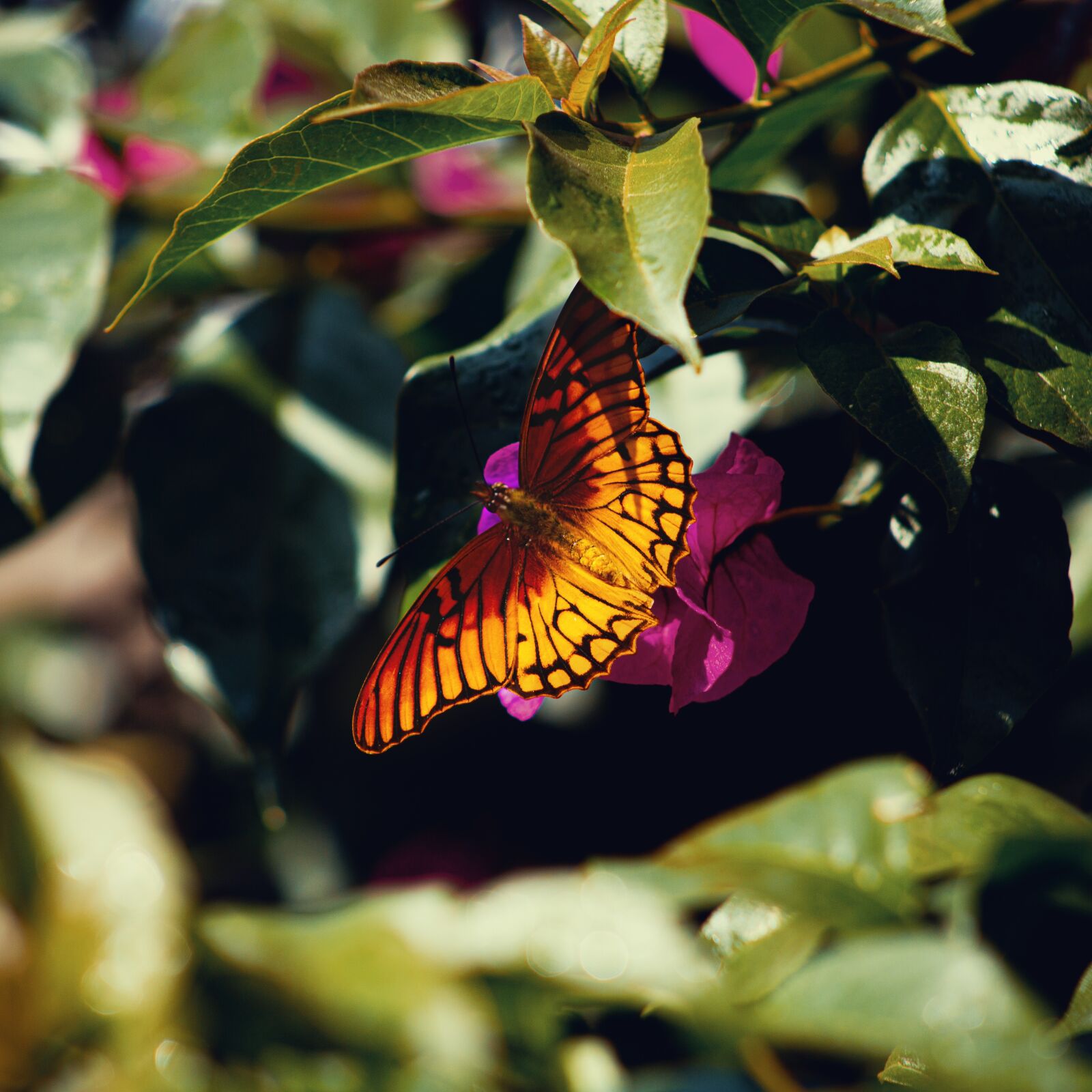 Canon EF75-300mm f/4-5.6 sample photo. Butterfly, nature, insects photography