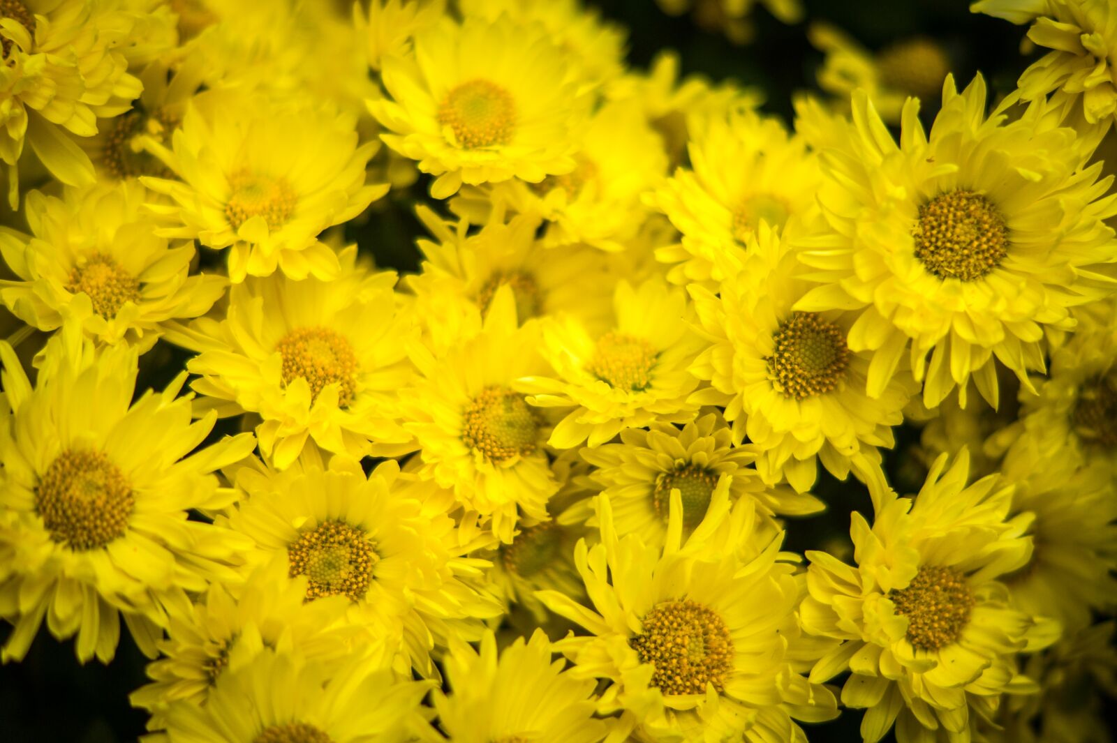 Sony SLT-A58 + Sony DT 50mm F1.8 SAM sample photo. Chrysanthemum, yellow, flowers photography