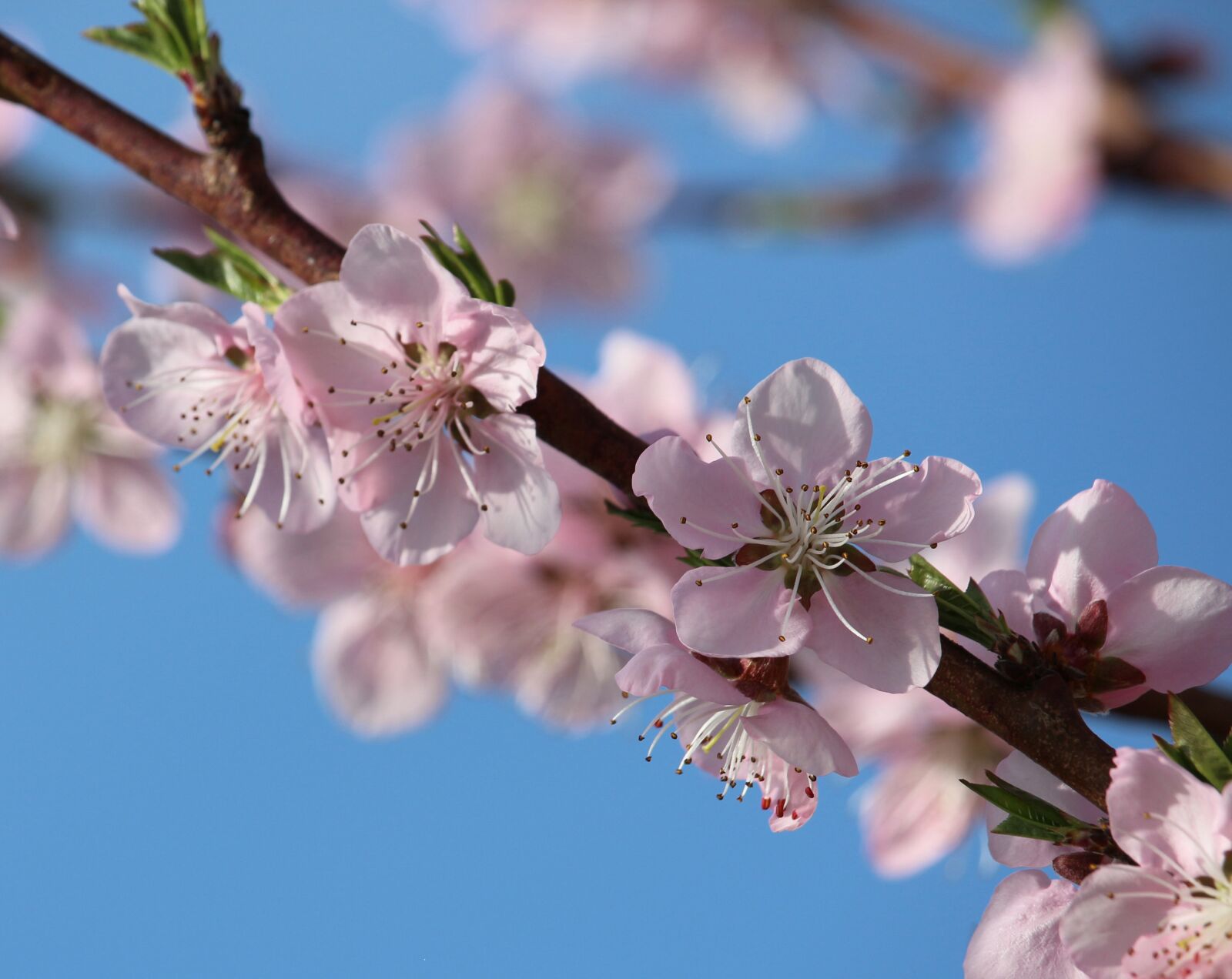 Canon EOS 700D (EOS Rebel T5i / EOS Kiss X7i) sample photo. Peach blossom, peach tree photography